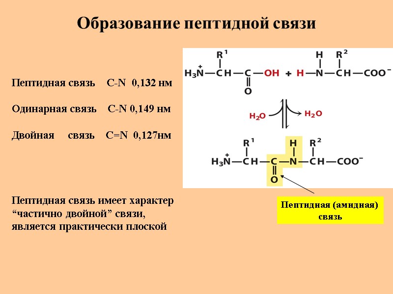 Образование пептидной связи Пептидная (амидная)  связь  Пептидная связь    C-N